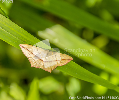 Image of butterfly on grass