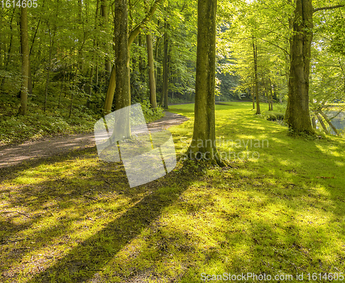 Image of idyllic forest scenery