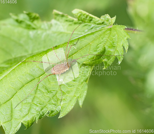 Image of harvestman on leaf