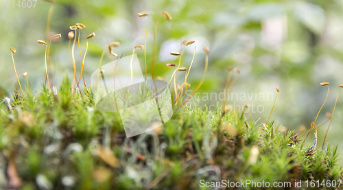 Image of moss spores closeup