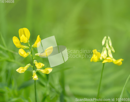 Image of yellow flowers in natural ambiance