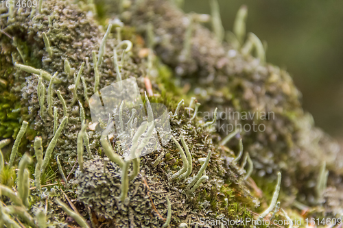 Image of lichen vegetation closeup