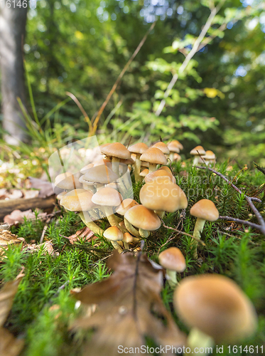 Image of lots of mushrooms