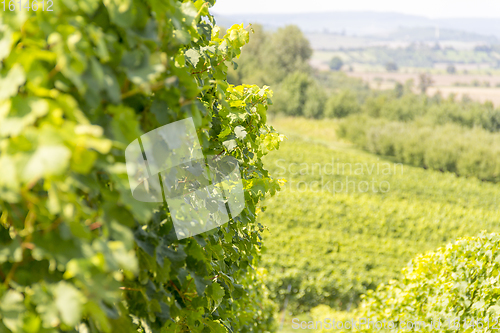 Image of winegrowing scenery in Hohenlohe