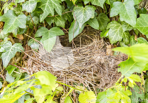 Image of birds nest closeup