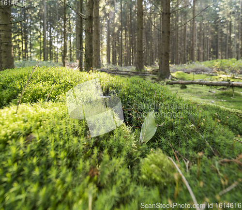 Image of sunny forest scenery