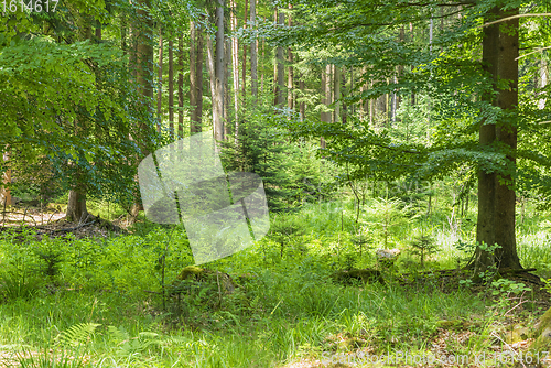 Image of idyllic forest scenery