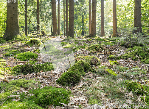 Image of idyllic forest scenery