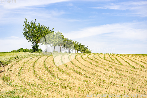 Image of meadow with fruit trees