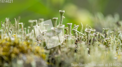 Image of cup lichen vegetation closeup
