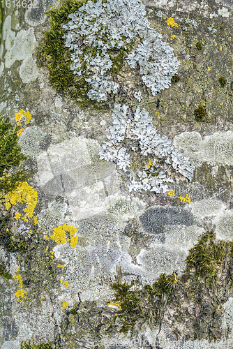 Image of moss and lichen on tree bark