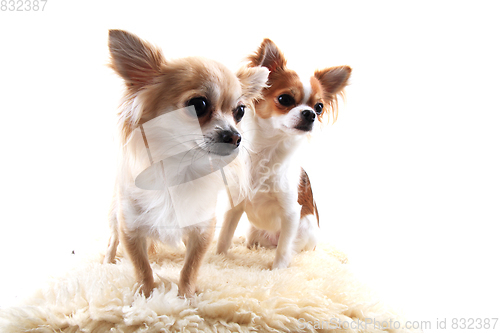 Image of two chihuahua is resting