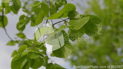 Image of Nature background with linden branches and young bright leaves in front of day sun