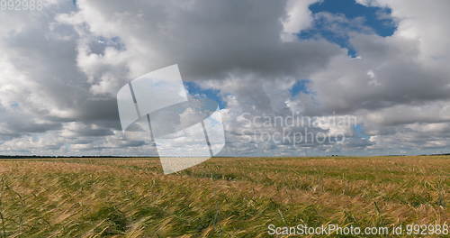 Image of landscape of wheat field at harvest