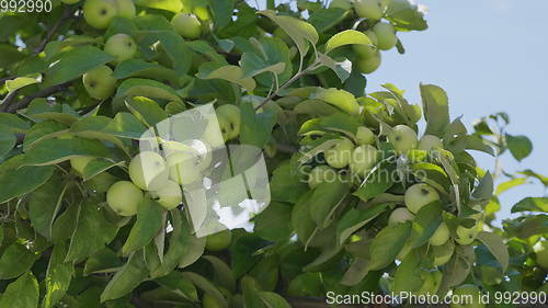 Image of Green apples on a branch ready to be harvested, outdoors