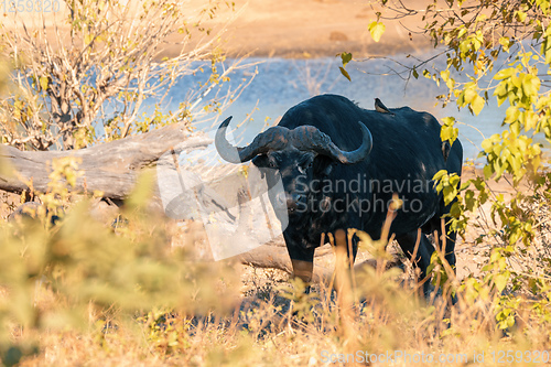 Image of Cape Buffalo at Chobe, Botswana Africa safari wildlife