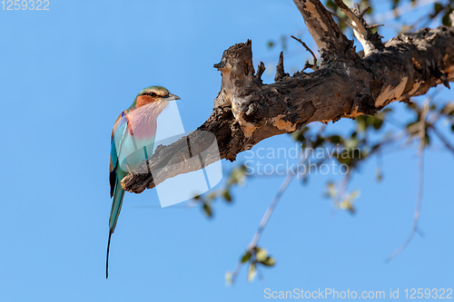 Image of Bird Lilac-brested roller, africa safari and wildlife