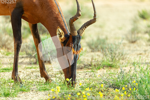 Image of Red Hartebeest in Kalahari South Africa