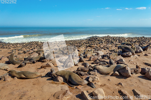 Image of brown seal in Cape Cross, Namibia