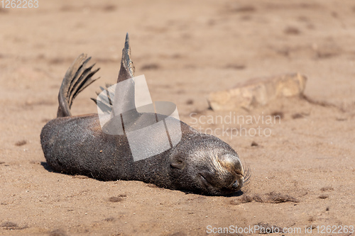 Image of baby brown seal in Cape Cross, Namibia