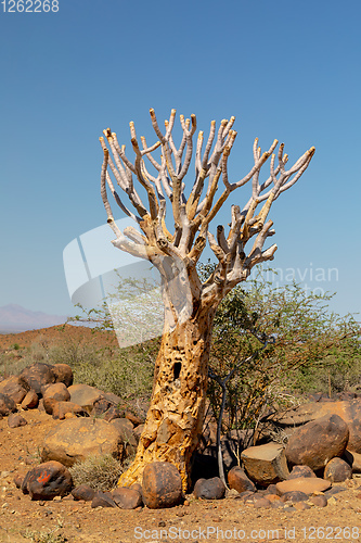 Image of Aloidendron dichotomum, aloe tree, Namibia wilderness