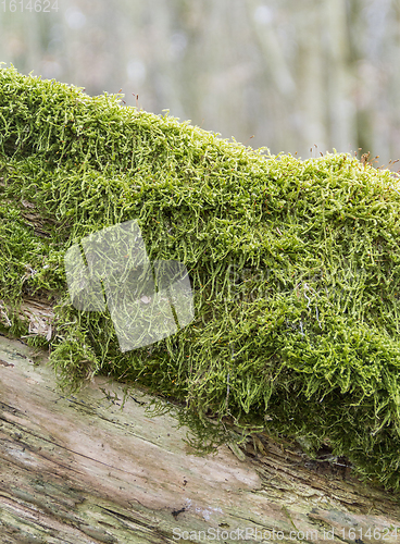 Image of green moss detail