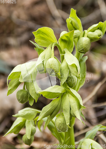 Image of stinking hellebore detail