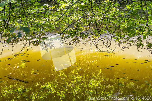 Image of sunny riparian detail