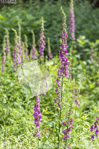 Image of common foxglove flowers