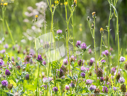 Image of wildflowers at spring time