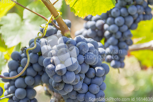 Image of blue grapes closeup