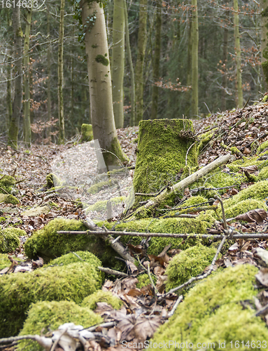 Image of forest scenery with trees and mossy stones