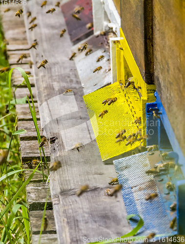 Image of Beehive and bees