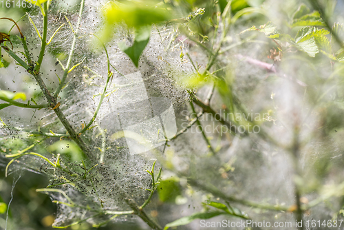 Image of ermine moth caterpillars and web