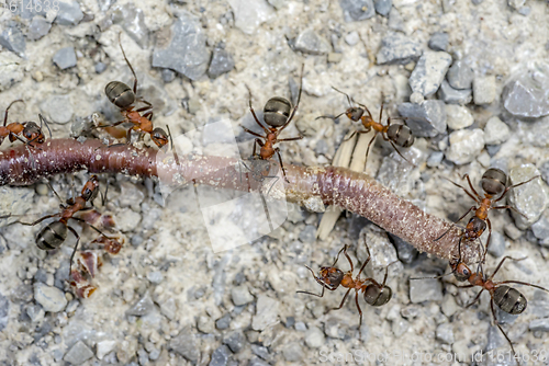 Image of ants and earthworm