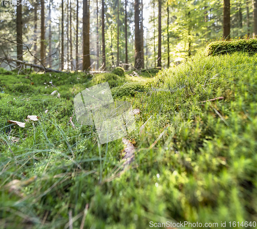 Image of sunny forest scenery