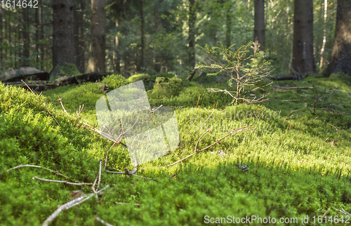 Image of sunny forest scenery