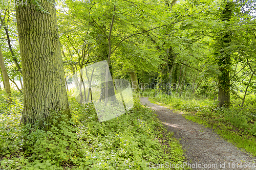 Image of idyllic forest scenery