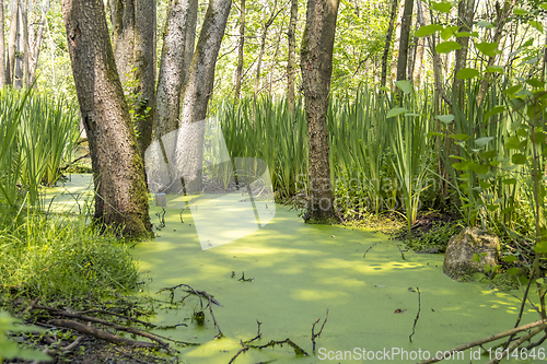 Image of sunny wetland scenery