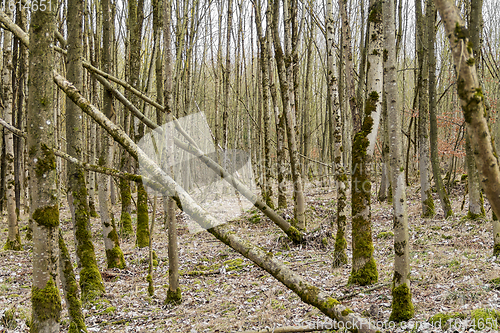 Image of forest scenery with trees