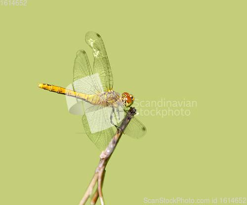 Image of resting dragonfly