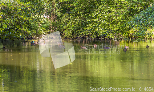 Image of Wild ducks swimming in a pond