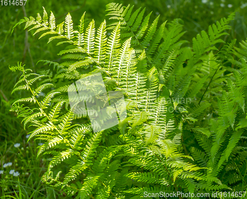 Image of green fern leaves