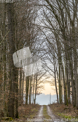 Image of forest track at evening time