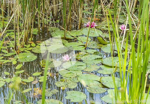 Image of water lilies in a pond