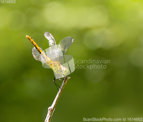 Image of resting dragonfly
