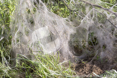 Image of ermine moth web