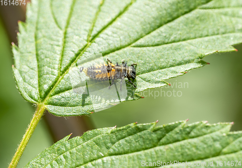 Image of larva of a Ladybug