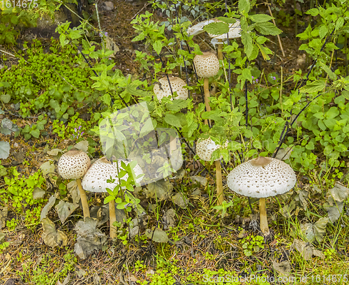 Image of some parasol mushrooms