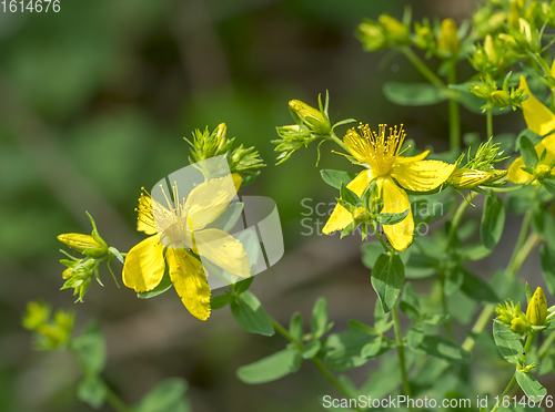 Image of yellow flowers in natural ambiance